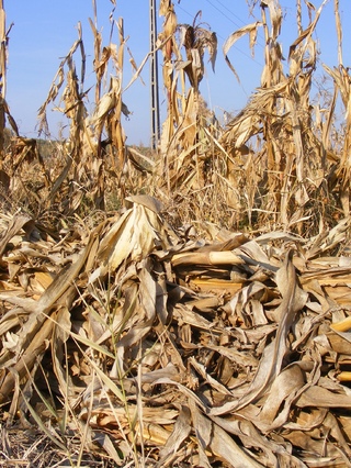Утилизация стебли кукурузы (ФККО 11111004235)